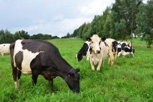 SC financia ‘kit forrageira’ para estimular produção de leite e carne a pasto